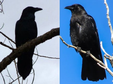 Detail Raven And Crow Images Nomer 40
