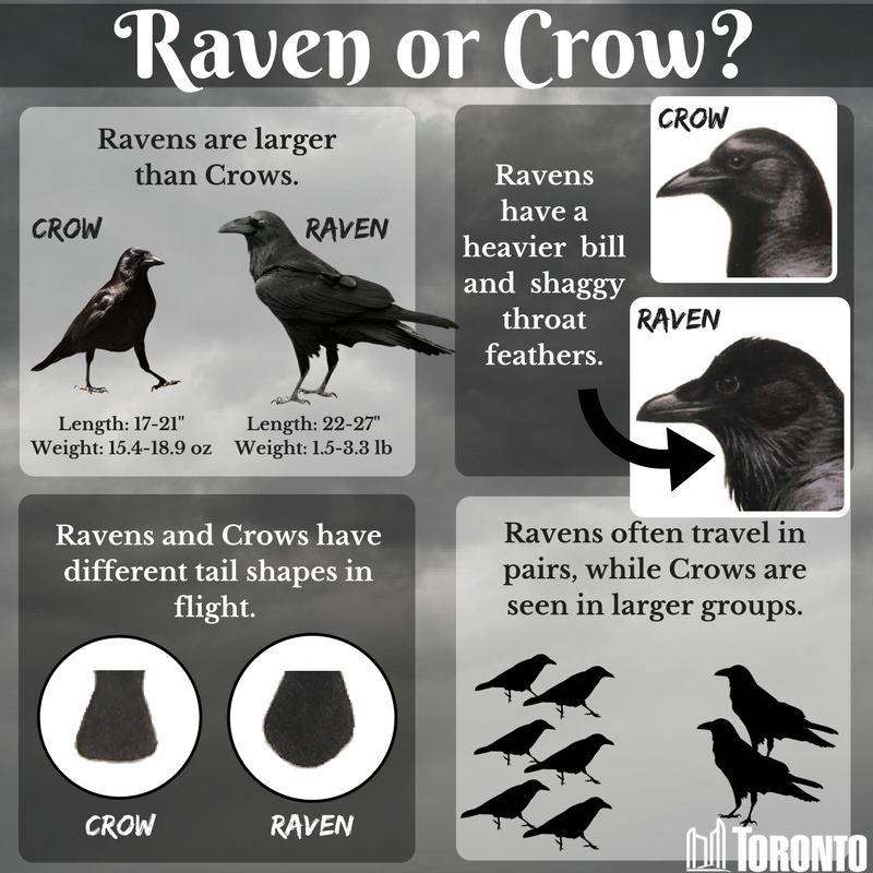 Detail Raven And Crow Images Nomer 41