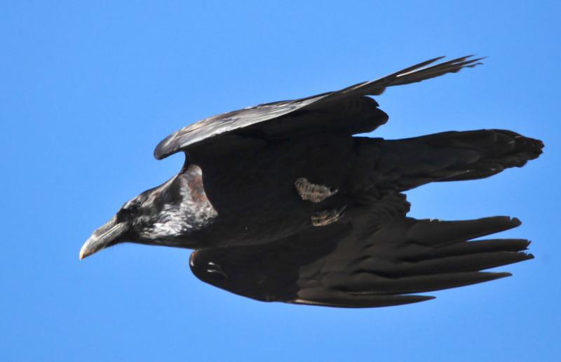 Detail Raven And Crow Images Nomer 42