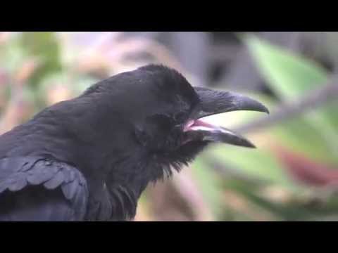 Detail Raven And Crow Images Nomer 43