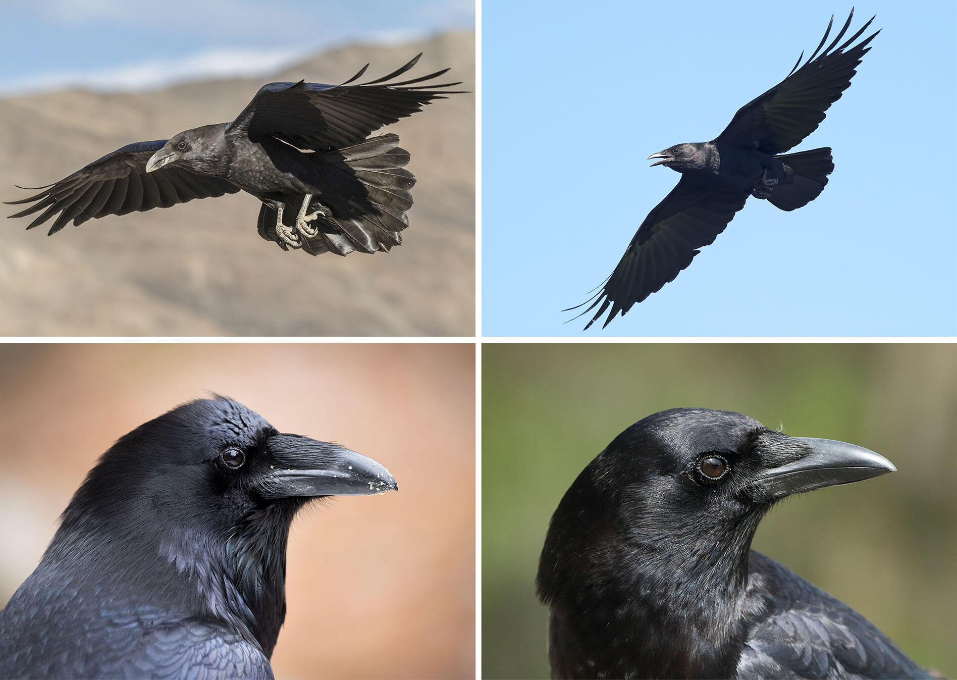 Detail Raven And Crow Images Nomer 5