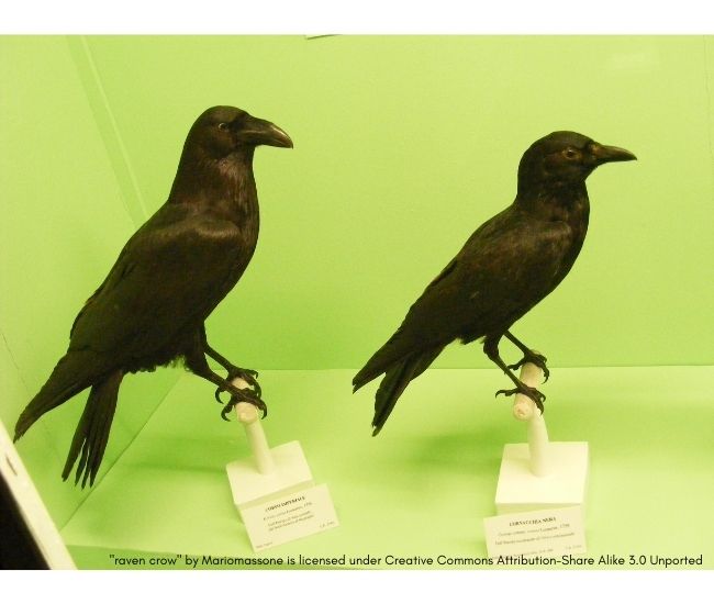 Detail Raven And Crow Images Nomer 46