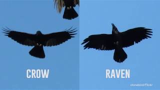 Detail Raven And Crow Images Nomer 48
