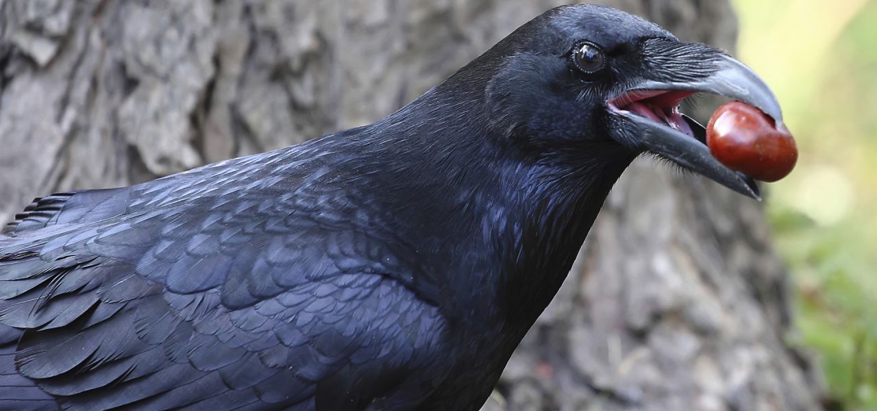 Detail Raven And Crow Images Nomer 49