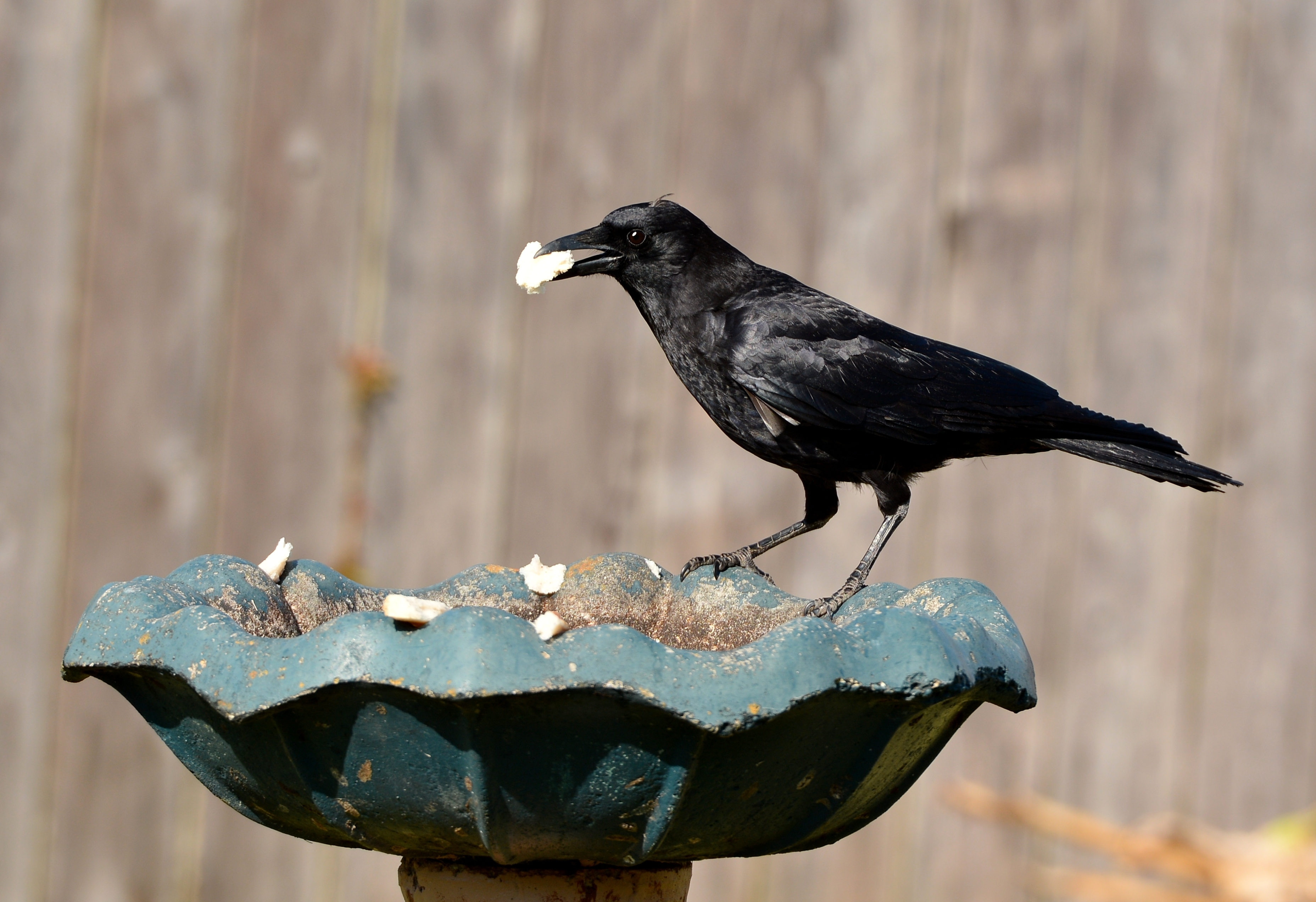 Detail Raven And Crow Images Nomer 51