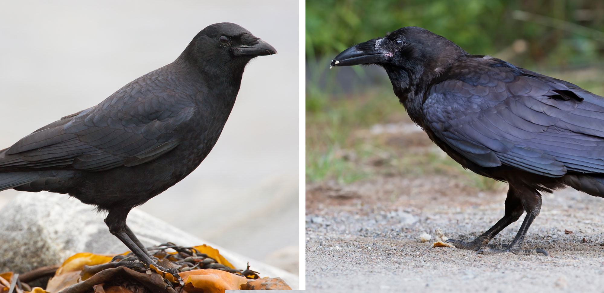 Detail Raven And Crow Images Nomer 52