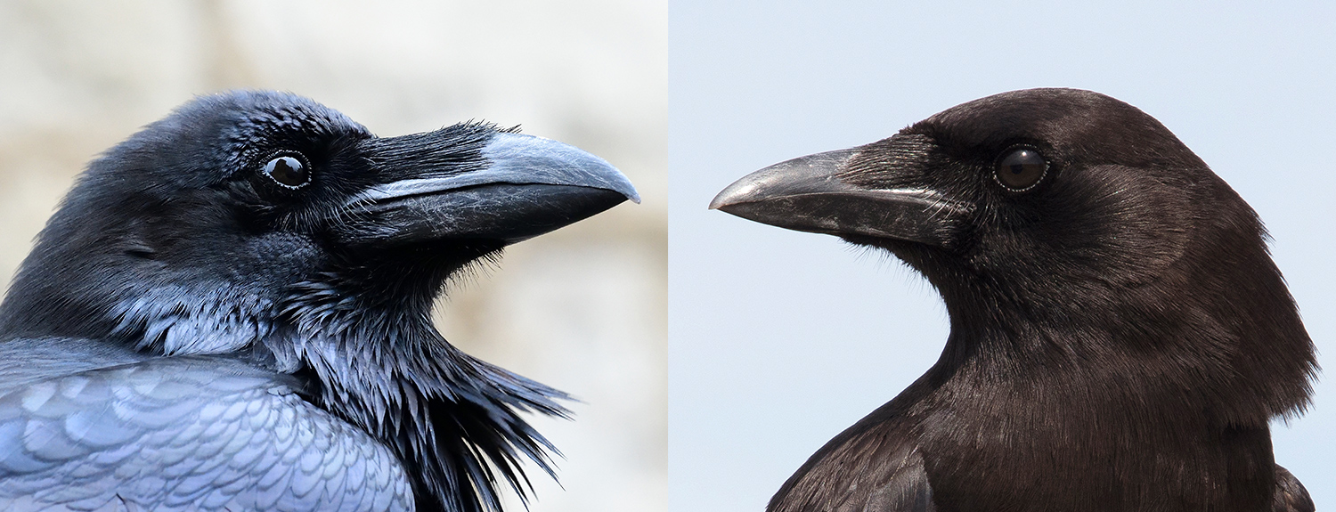 Detail Raven And Crow Images Nomer 7