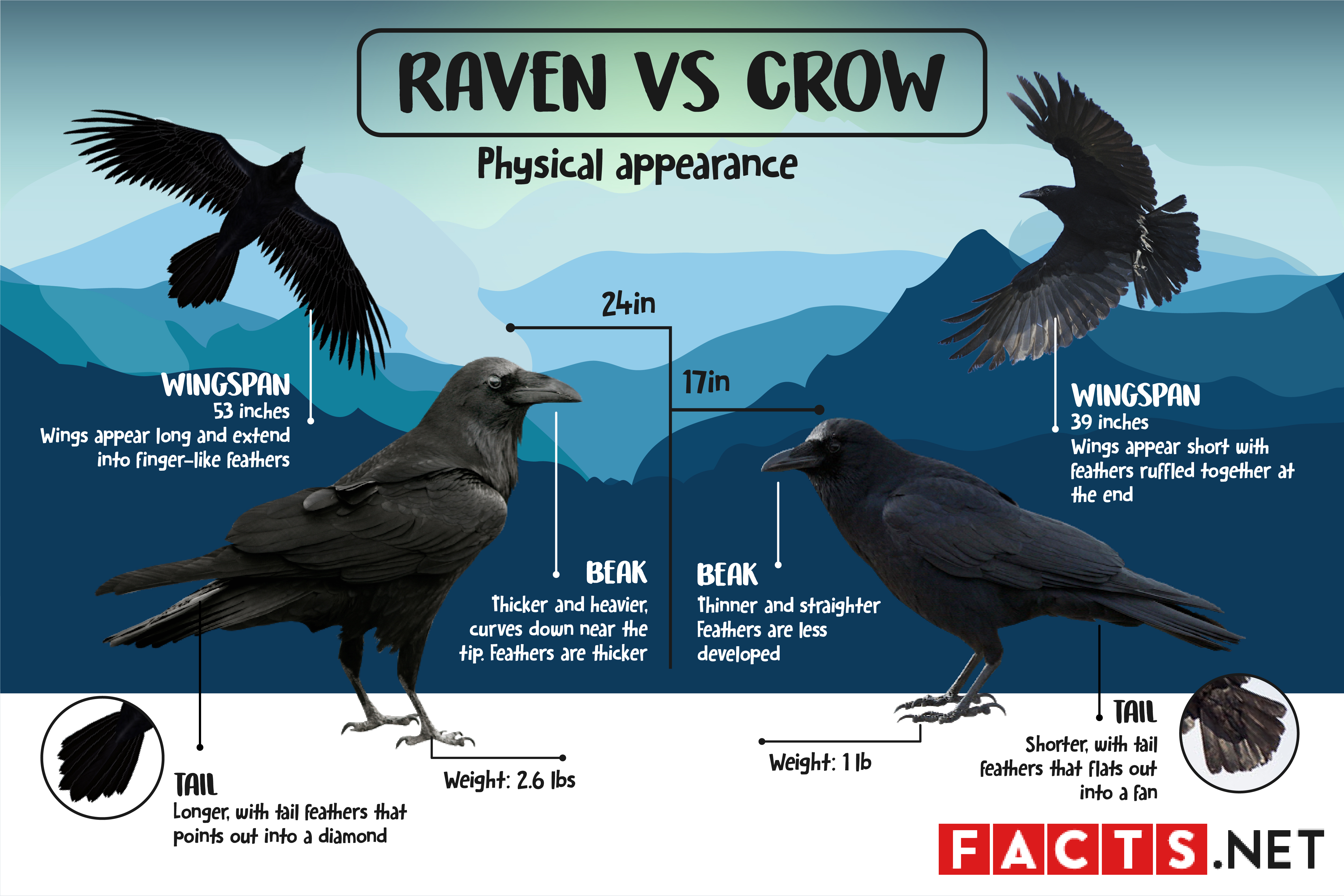 Detail Raven And Crow Images Nomer 8