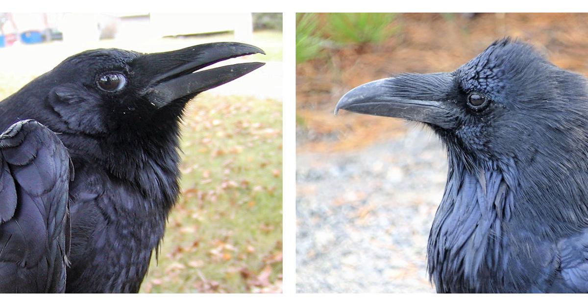 Detail Raven And Crow Images Nomer 9