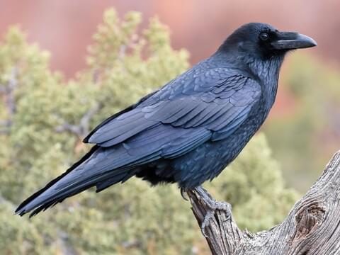 Raven Bird Image - KibrisPDR
