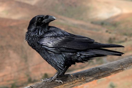 Detail Raven Bird Image Nomer 44
