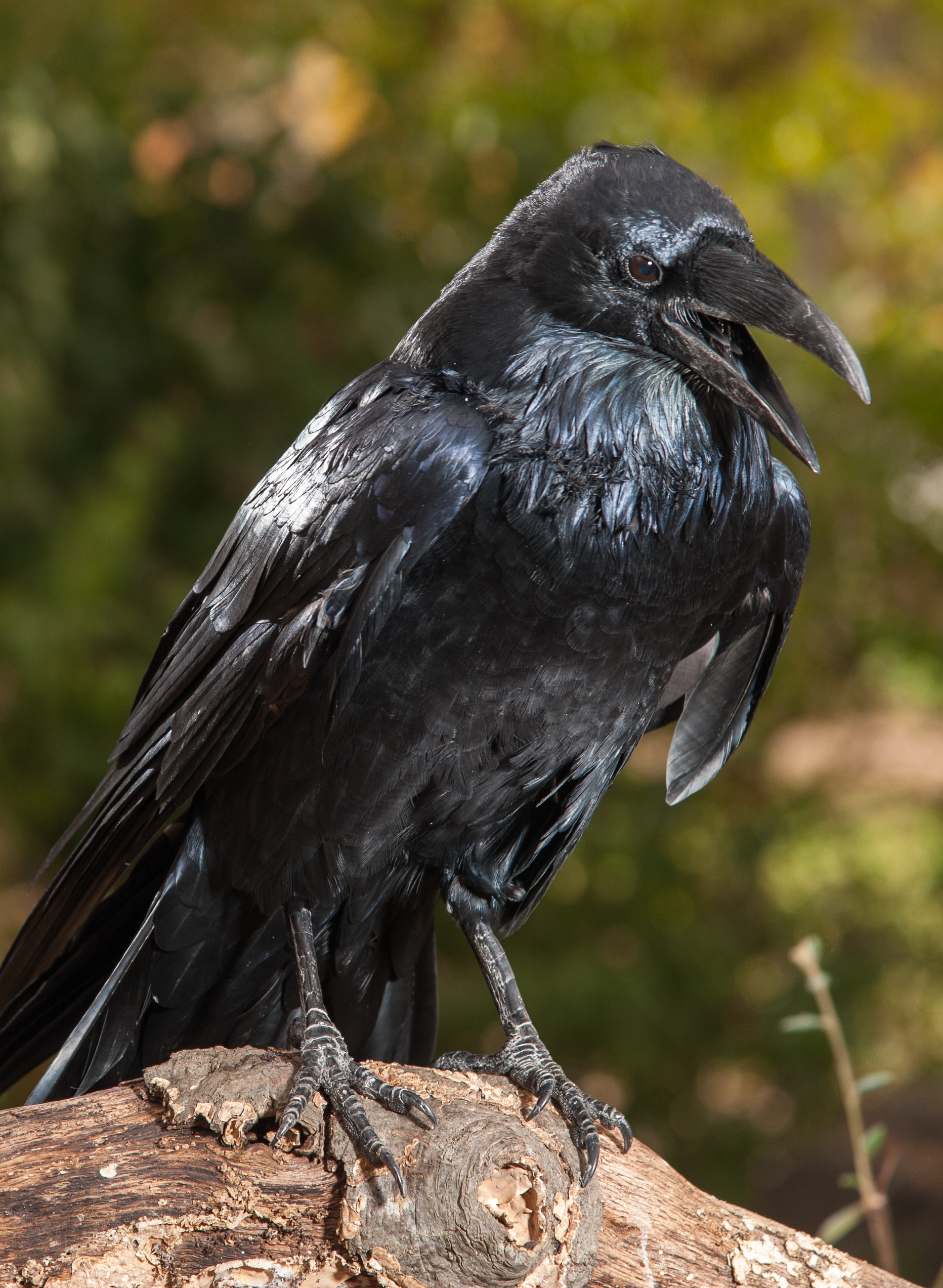 Detail Raven Bird Pictures Nomer 18