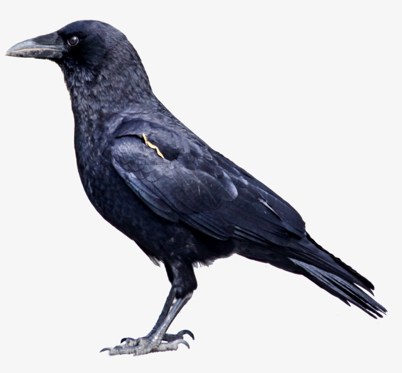 Detail Raven Bird Png Nomer 2