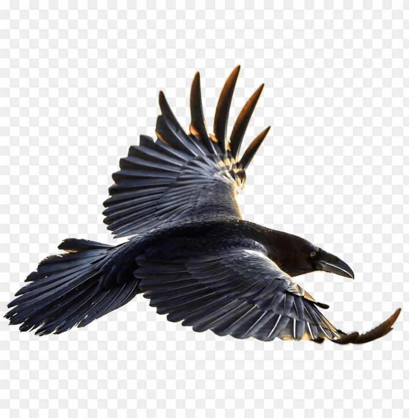 Detail Raven Bird Png Nomer 25