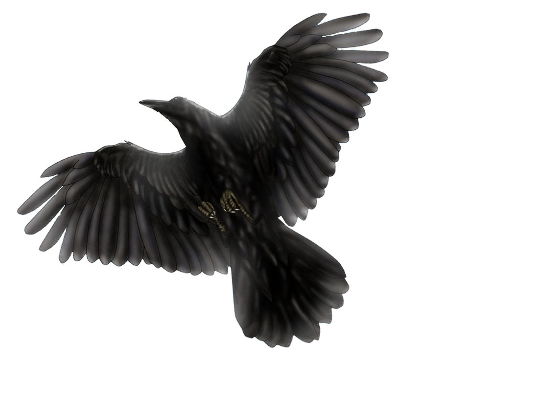 Detail Raven Bird Png Nomer 30