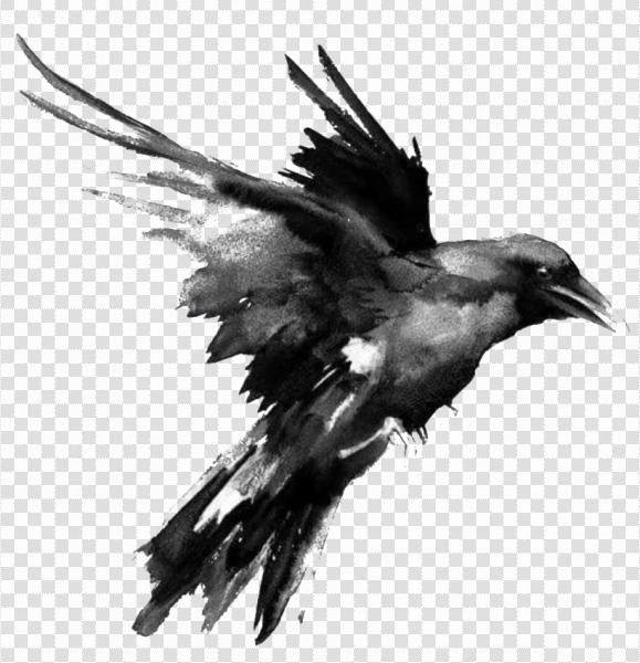 Detail Raven Bird Png Nomer 31