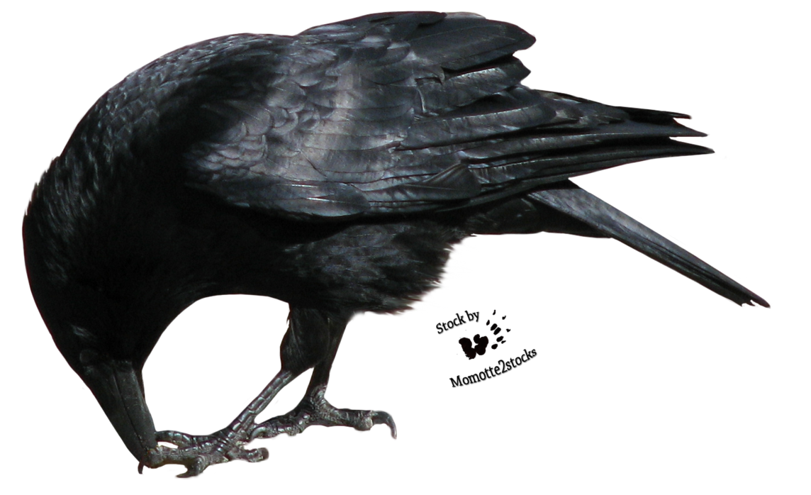 Detail Raven Bird Png Nomer 33