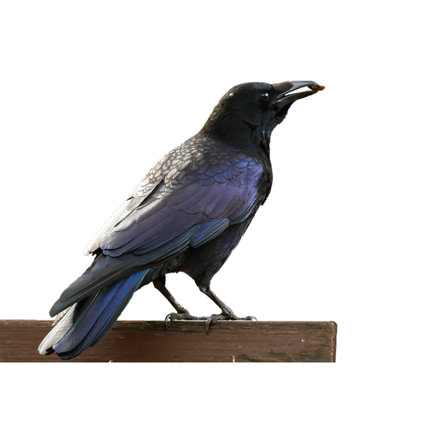 Detail Raven Bird Png Nomer 35
