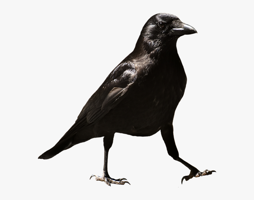 Detail Raven Bird Png Nomer 5