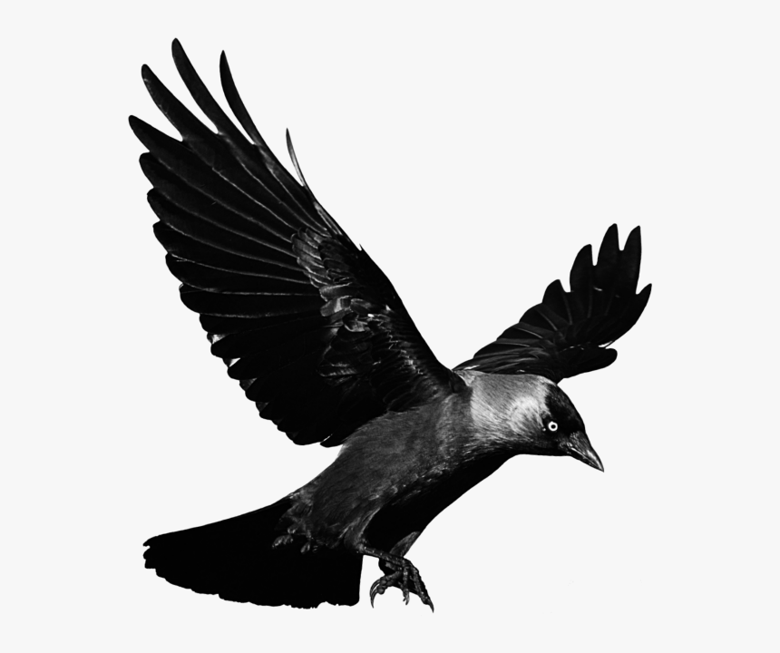 Detail Raven Bird Png Nomer 6