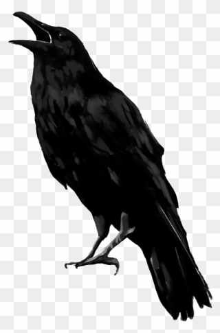Detail Raven Bird Png Nomer 8