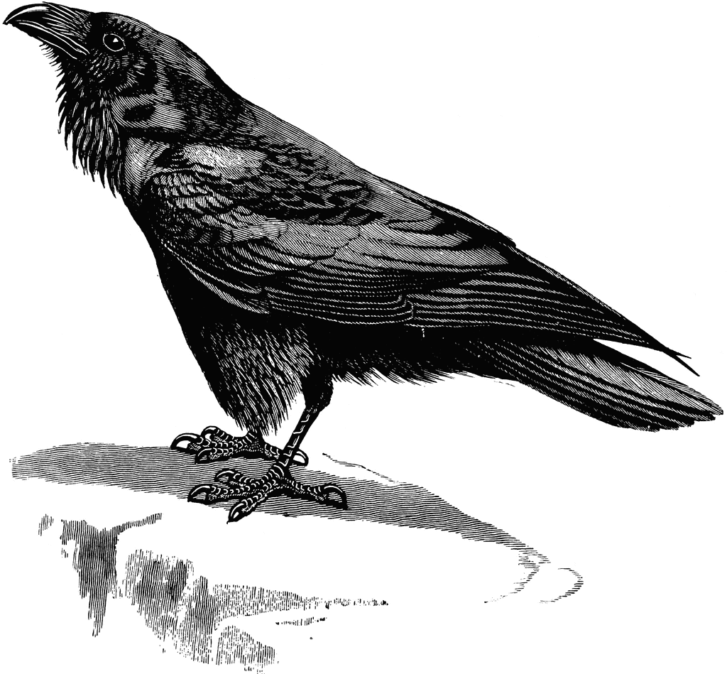 Detail Raven Clipart Nomer 42