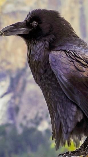 Detail Raven Download Nomer 24