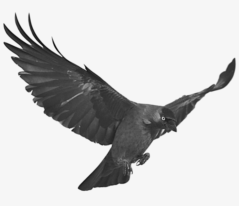 Detail Raven Downloads Nomer 17