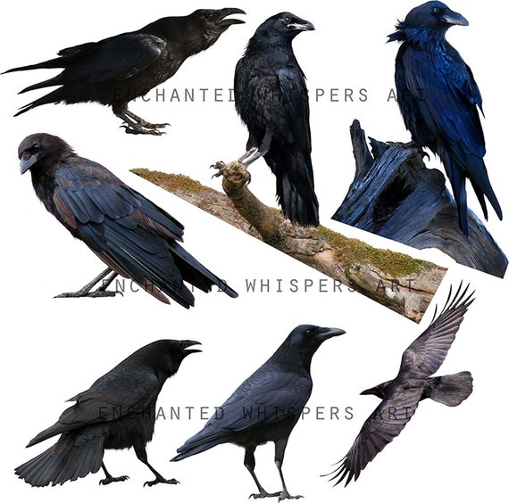 Detail Raven Downloads Nomer 35
