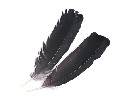Detail Raven Feather Png Nomer 21