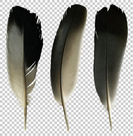 Detail Raven Feather Png Nomer 28