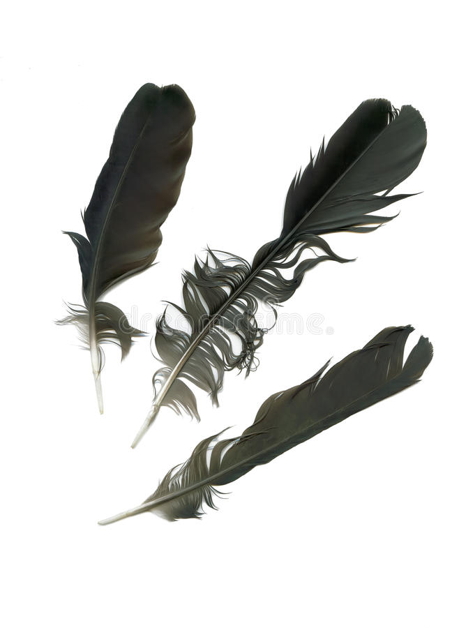 Detail Raven Feather Png Nomer 47