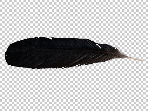 Detail Raven Feather Png Nomer 7