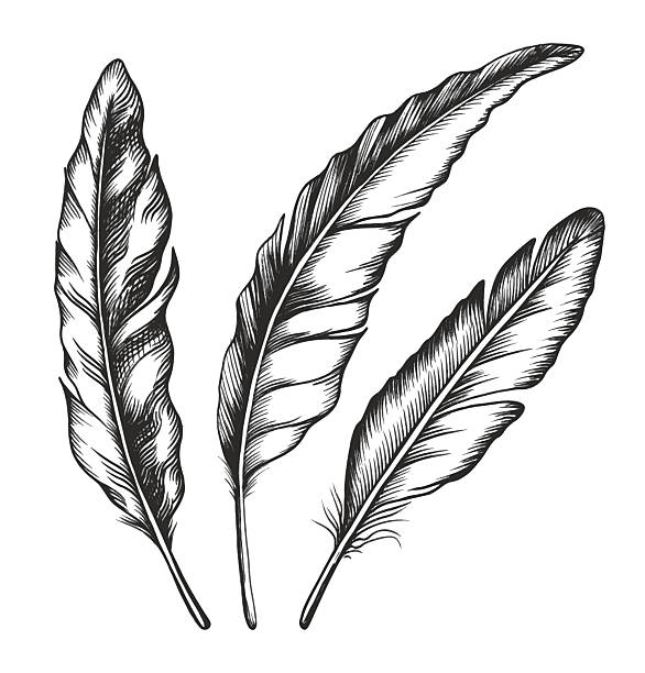 Detail Raven Feather Vector Nomer 2