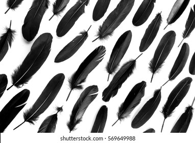 Detail Raven Feather Vector Nomer 11