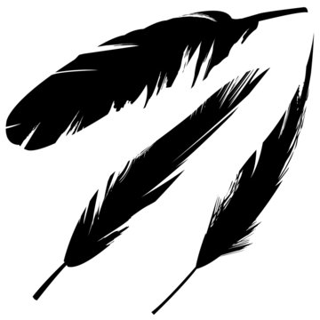 Detail Raven Feather Vector Nomer 16