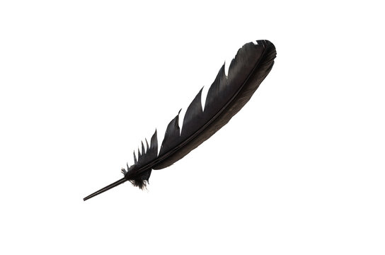 Detail Raven Feather Vector Nomer 3