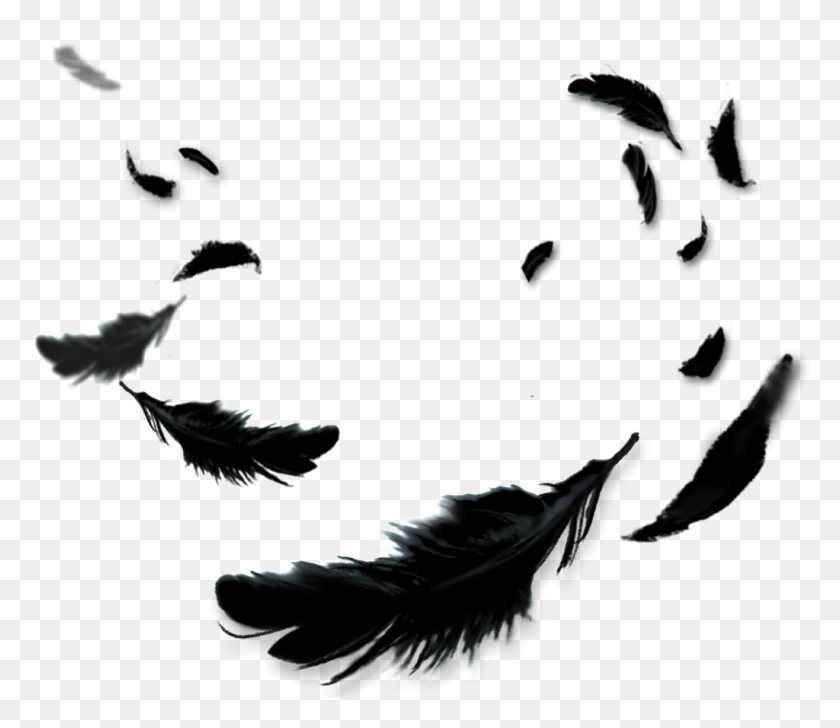 Detail Raven Feather Vector Nomer 25