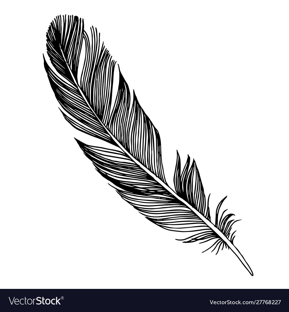 Detail Raven Feather Vector Nomer 36
