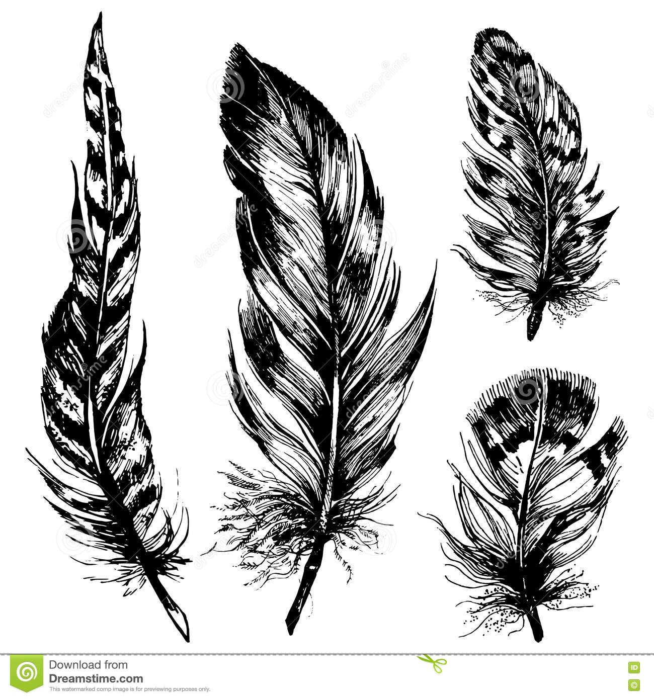 Detail Raven Feather Vector Nomer 41
