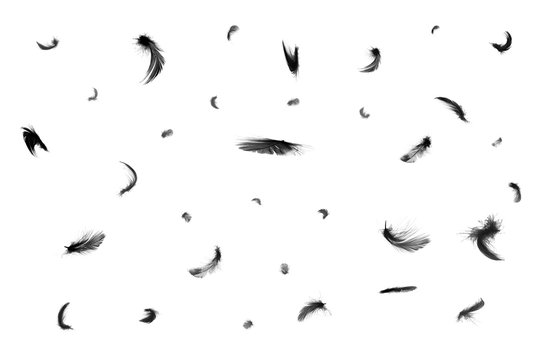 Detail Raven Feather Vector Nomer 44