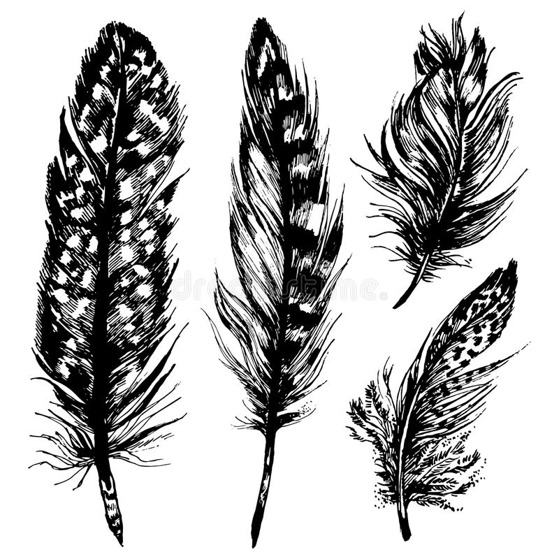 Detail Raven Feather Vector Nomer 46