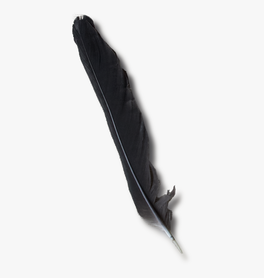 Detail Raven Feather Vector Nomer 49