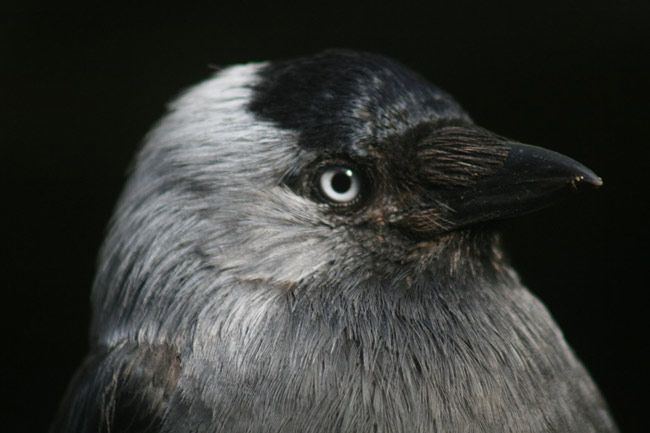 Detail Raven Flock Name Nomer 42