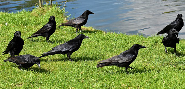 Detail Raven Flock Name Nomer 7