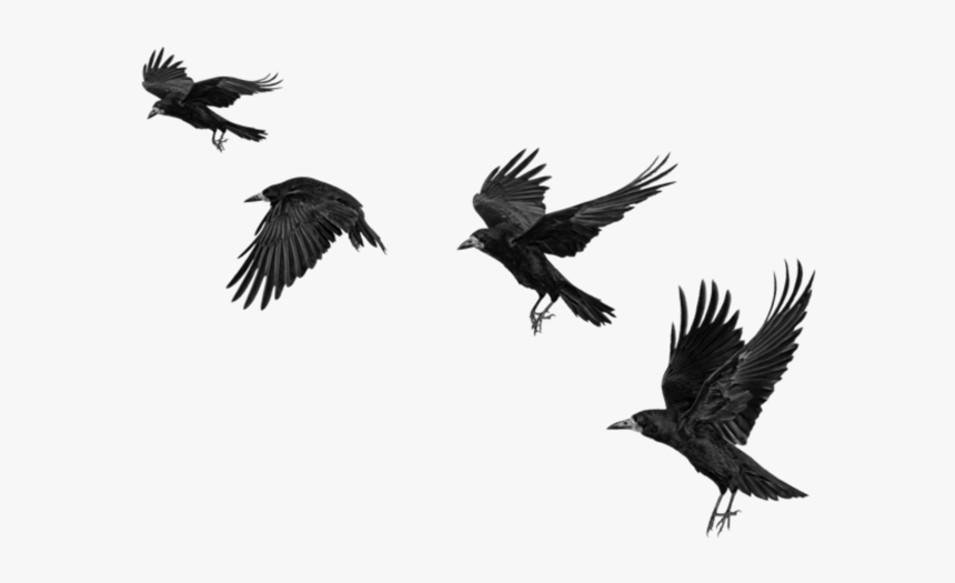 Detail Raven Flying Png Nomer 14