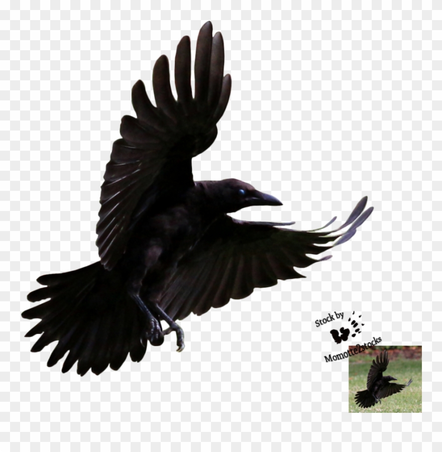 Detail Raven Flying Png Nomer 17