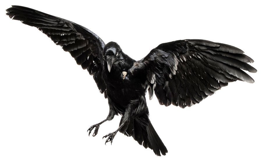 Detail Raven Flying Png Nomer 18