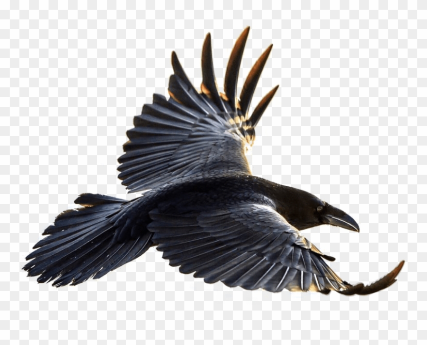 Detail Raven Flying Png Nomer 24