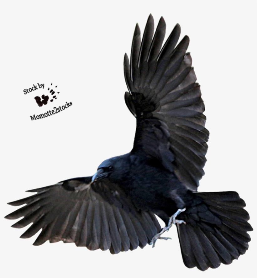 Detail Raven Flying Png Nomer 25
